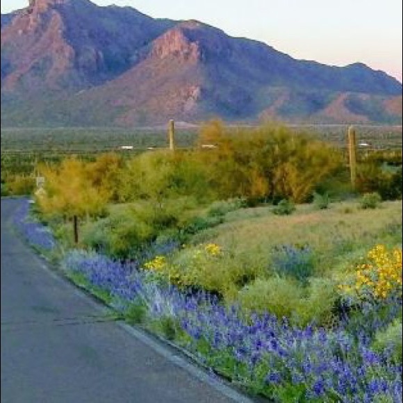 Meet your Posher, Elizabeth - Picture 2 of 2